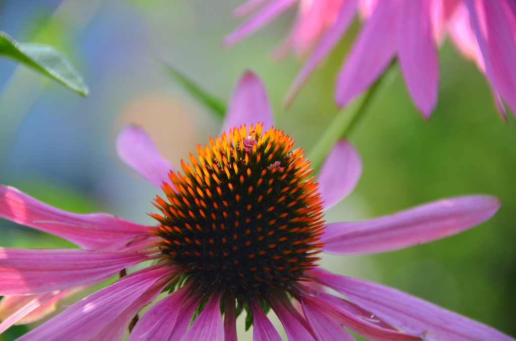 "Echinacea"