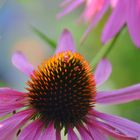 "Echinacea"