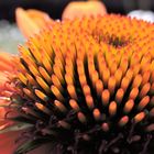 Echinacea