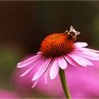 Echinacea....