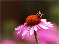 Echinacea....