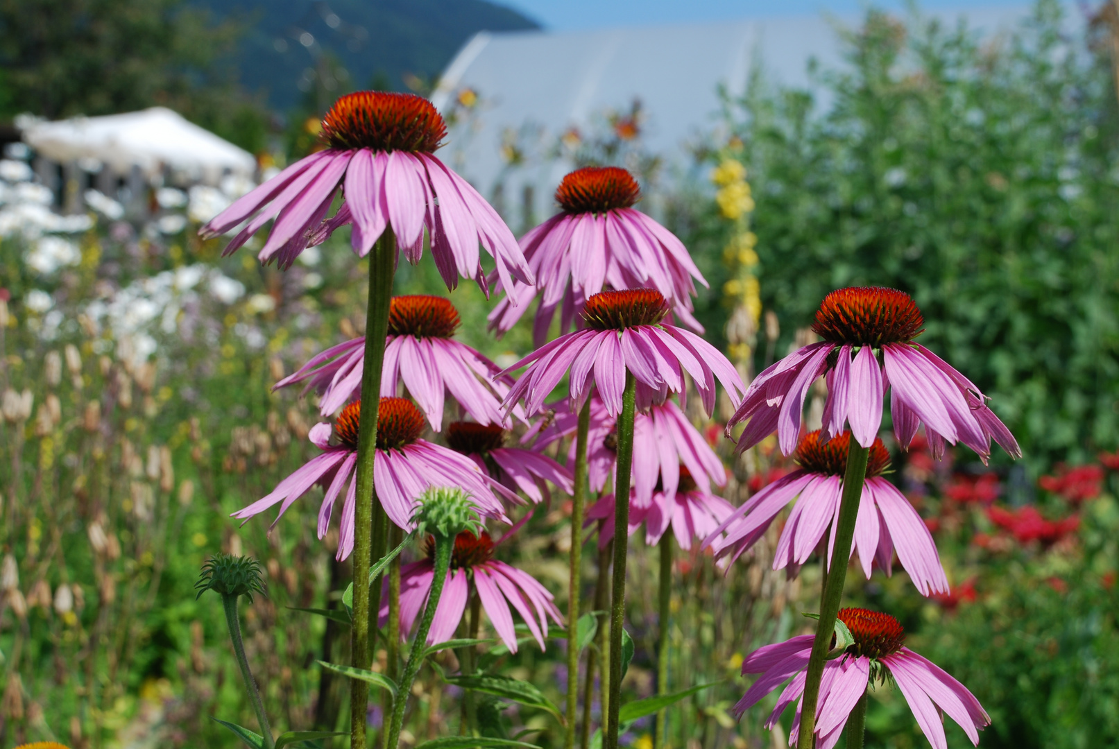 Echinacea