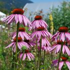 Echinacea