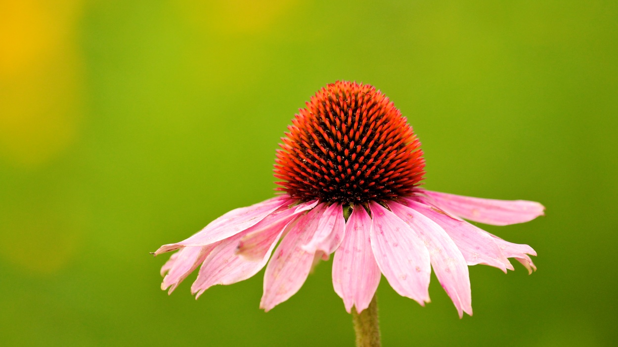 Echinacea