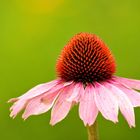 Echinacea