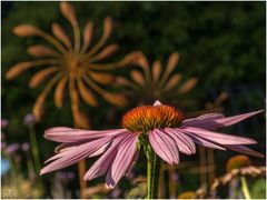 Echinacea