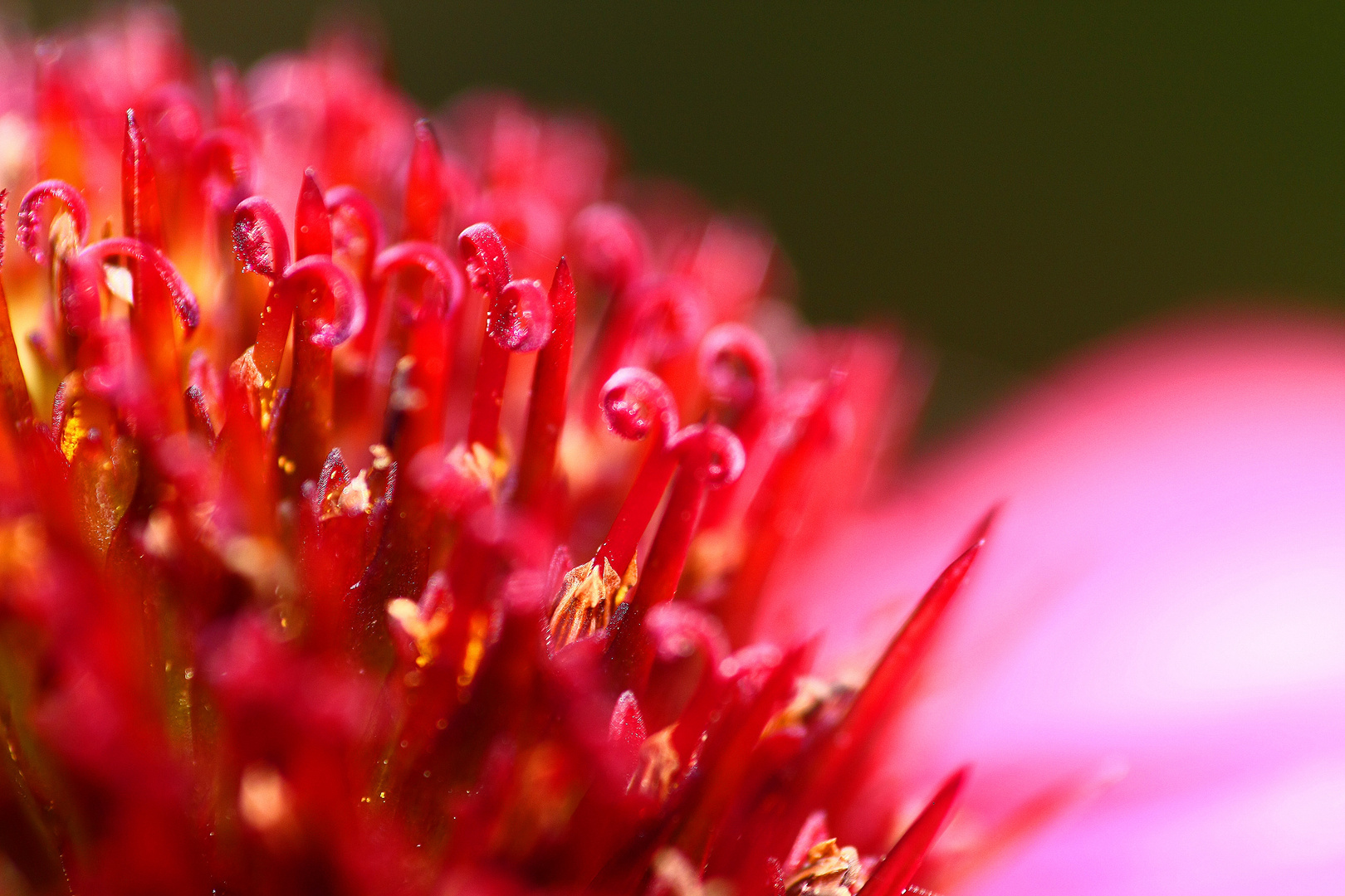 Echinacea