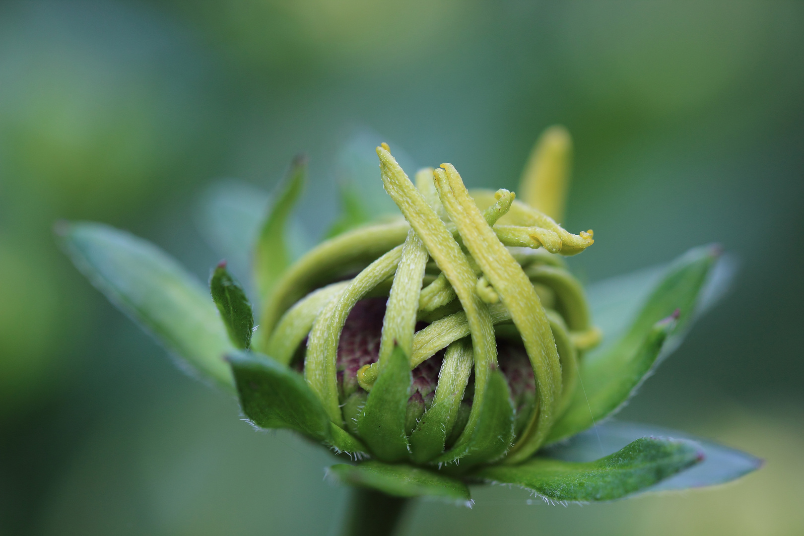 Echinacea