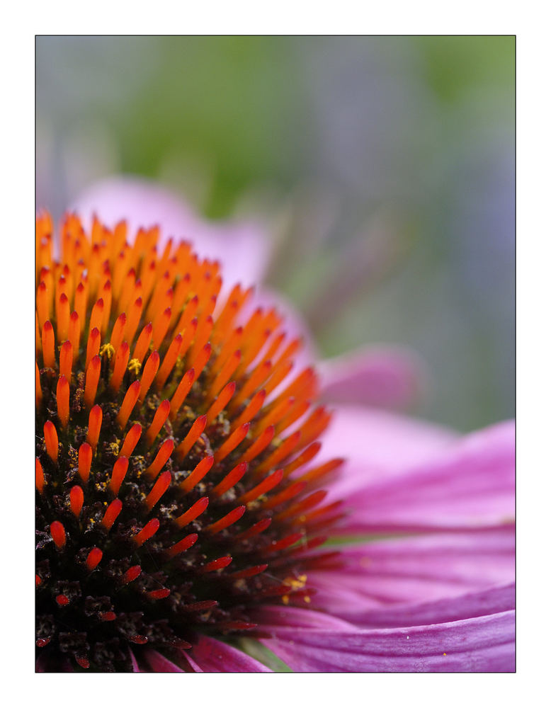 Echinacea