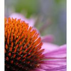 Echinacea