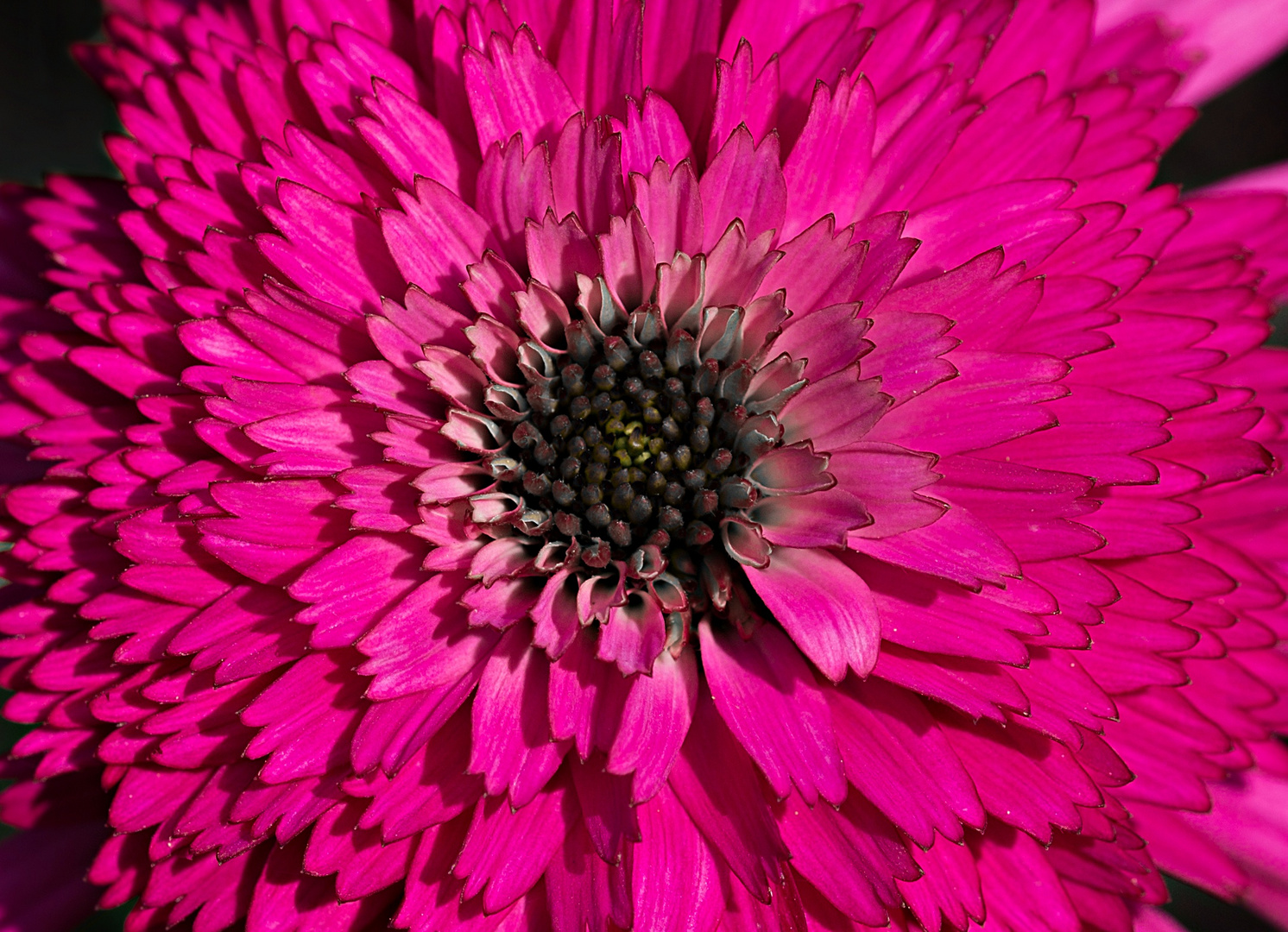 Echinacea