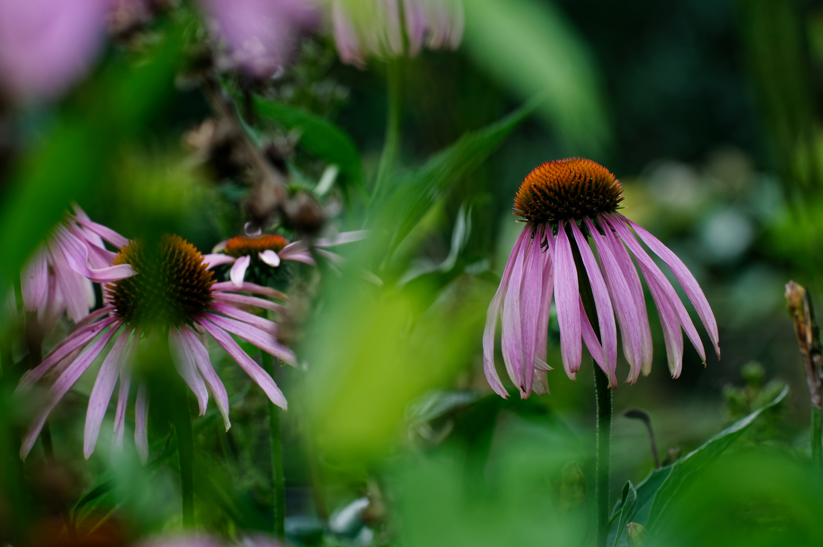 Echinacea