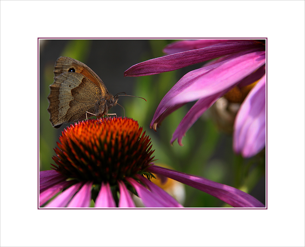 Echinacea