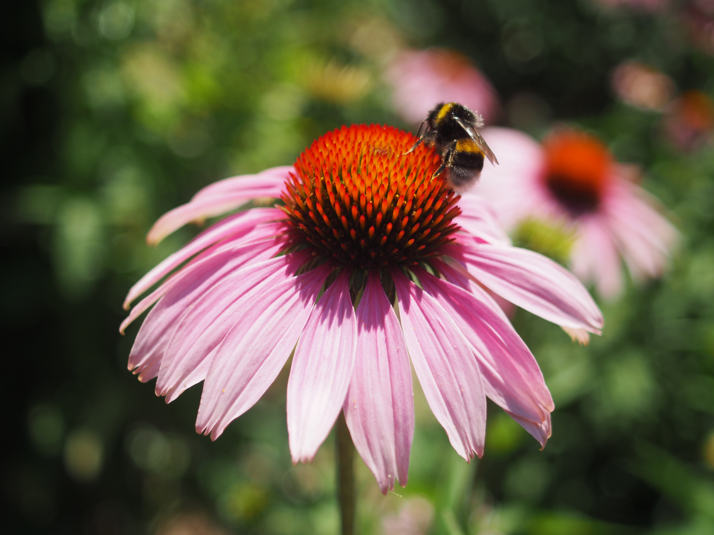 Echinacea 