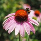 Echinacea 