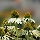 Echinacea