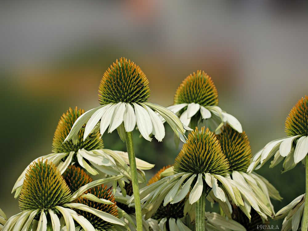 Echinacea