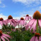 Echinacea