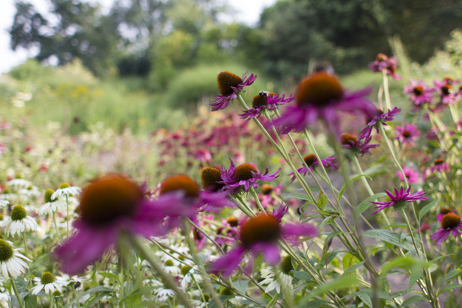 Echinacea