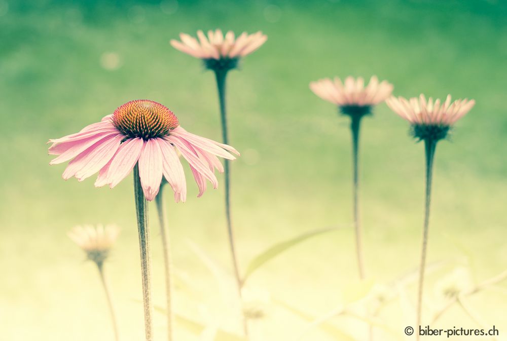 Echinacea