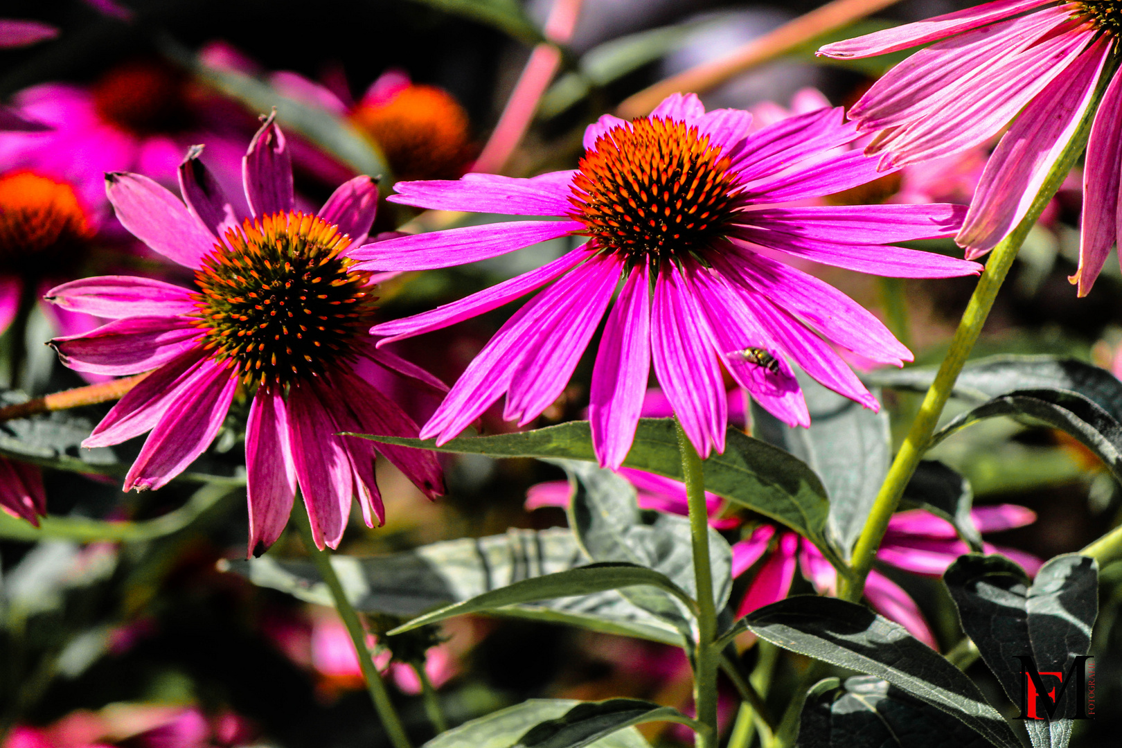 Echinacea