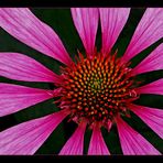 Echinacea #2