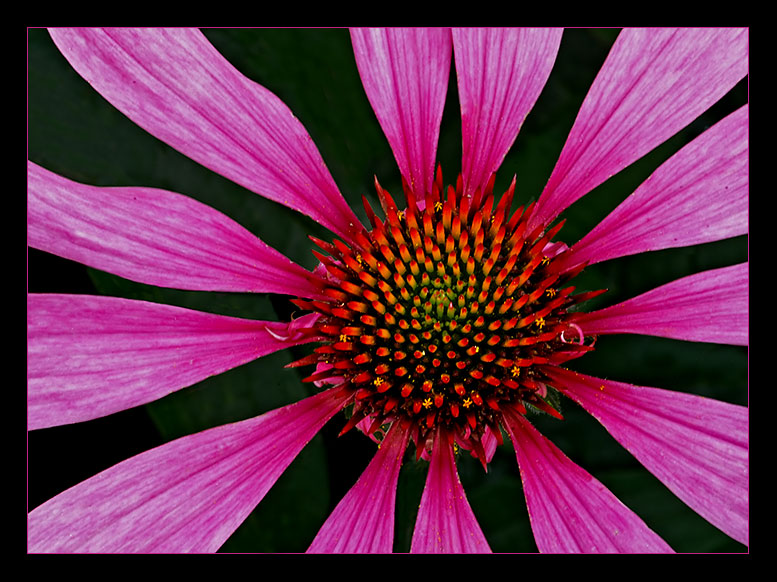 Echinacea #2