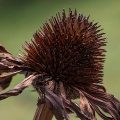 Echinacea 2 oder der Lauf der Dinge