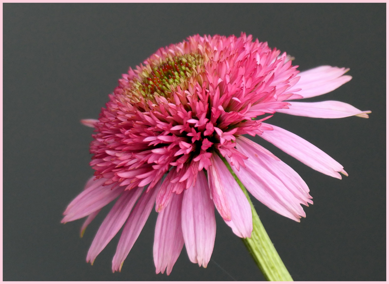 Echinacea