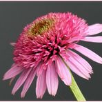 Echinacea