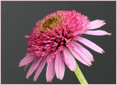 Echinacea