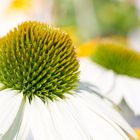 Echinacea