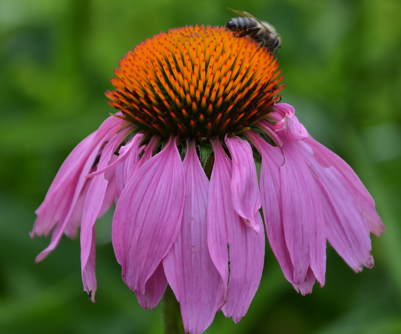 Echinacea