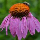 Echinacea