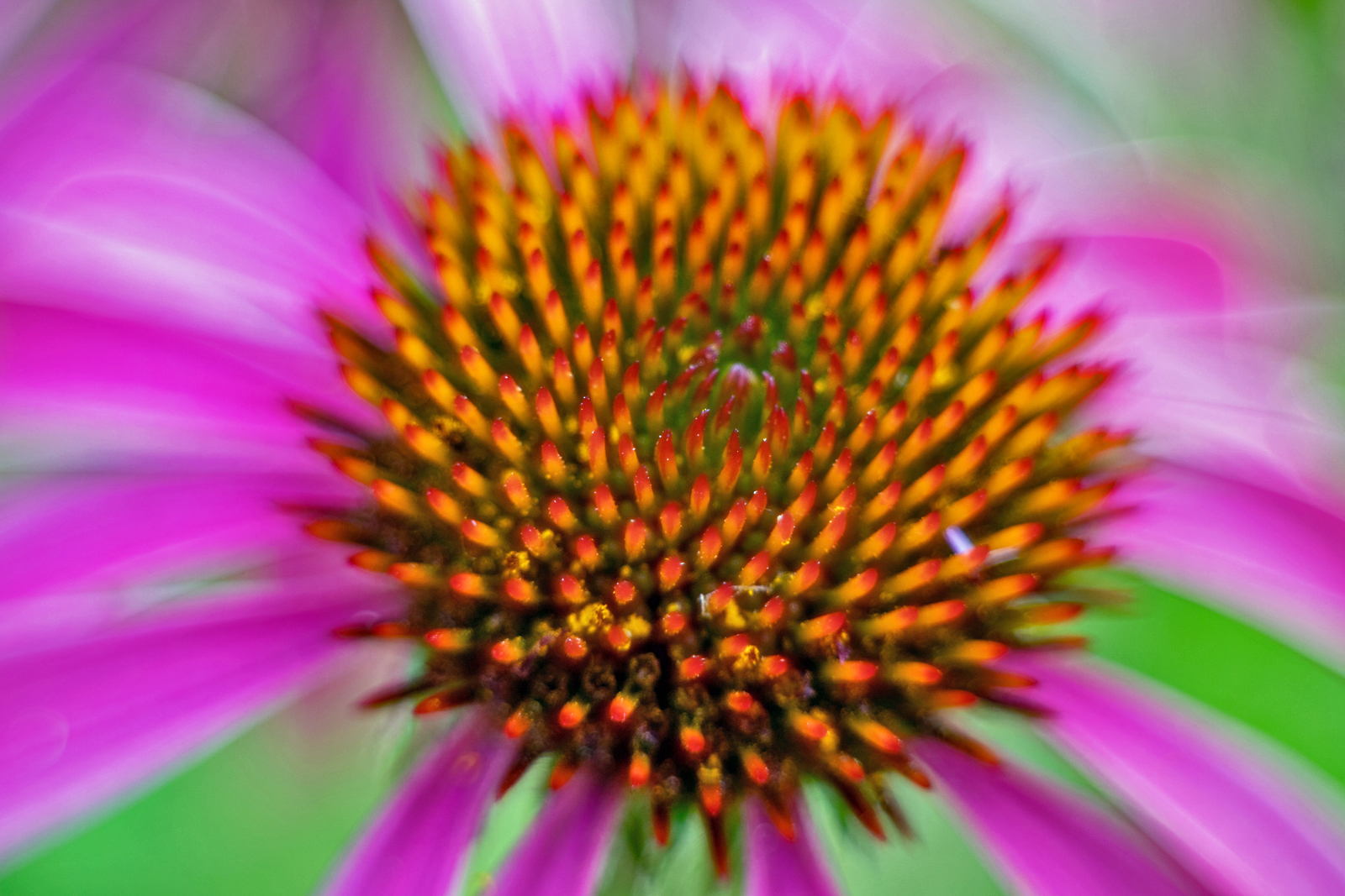 Echinacea