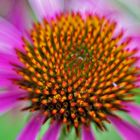 Echinacea