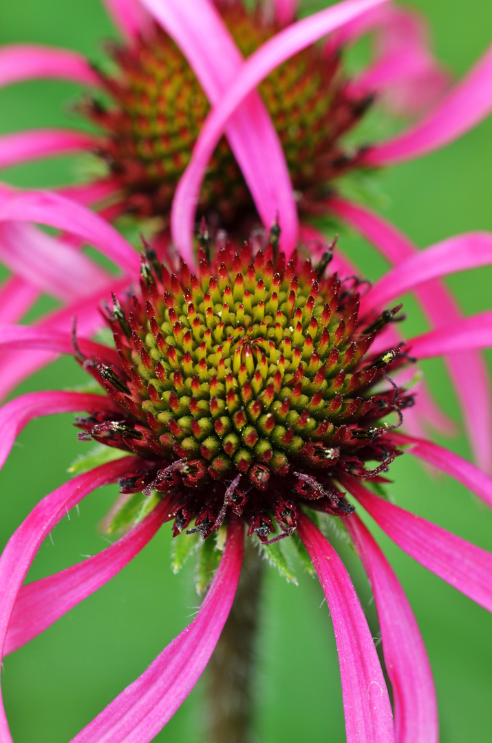 Echinacea