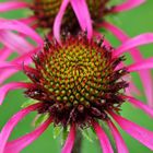 Echinacea