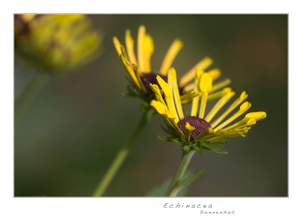 Echinacea