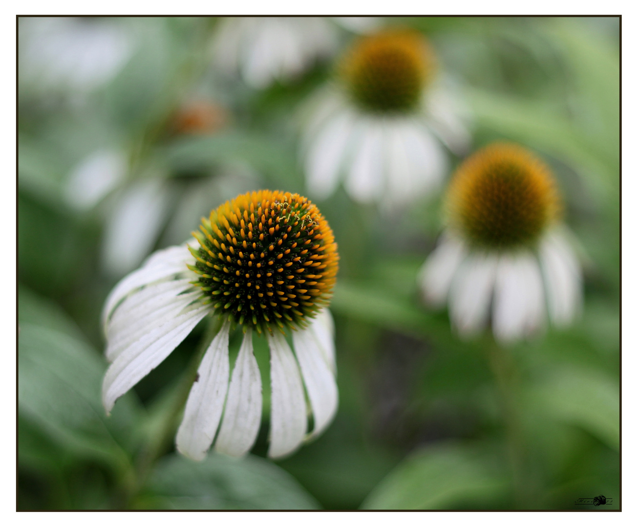 Echinacea