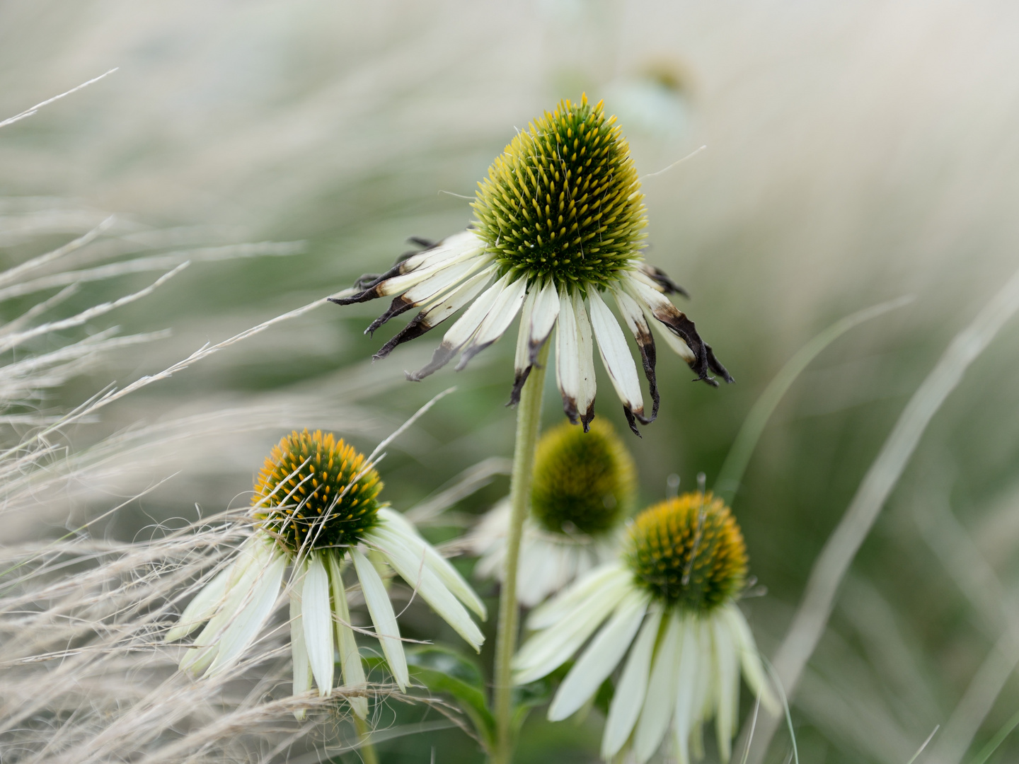 Echinacea