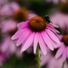 Echinacea