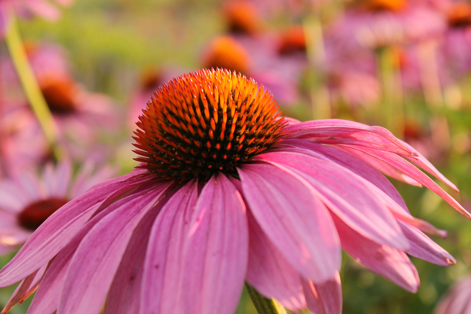 Echinacea