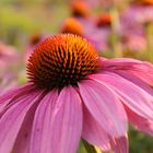 Echinacea