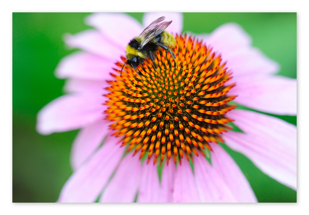 Echinacea