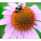 Echinacea