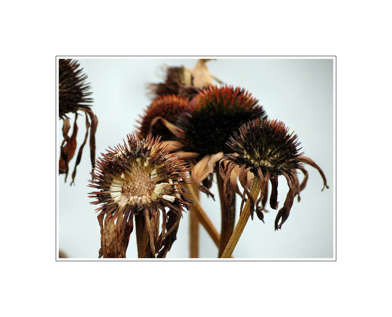 Echinacea