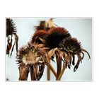 Echinacea