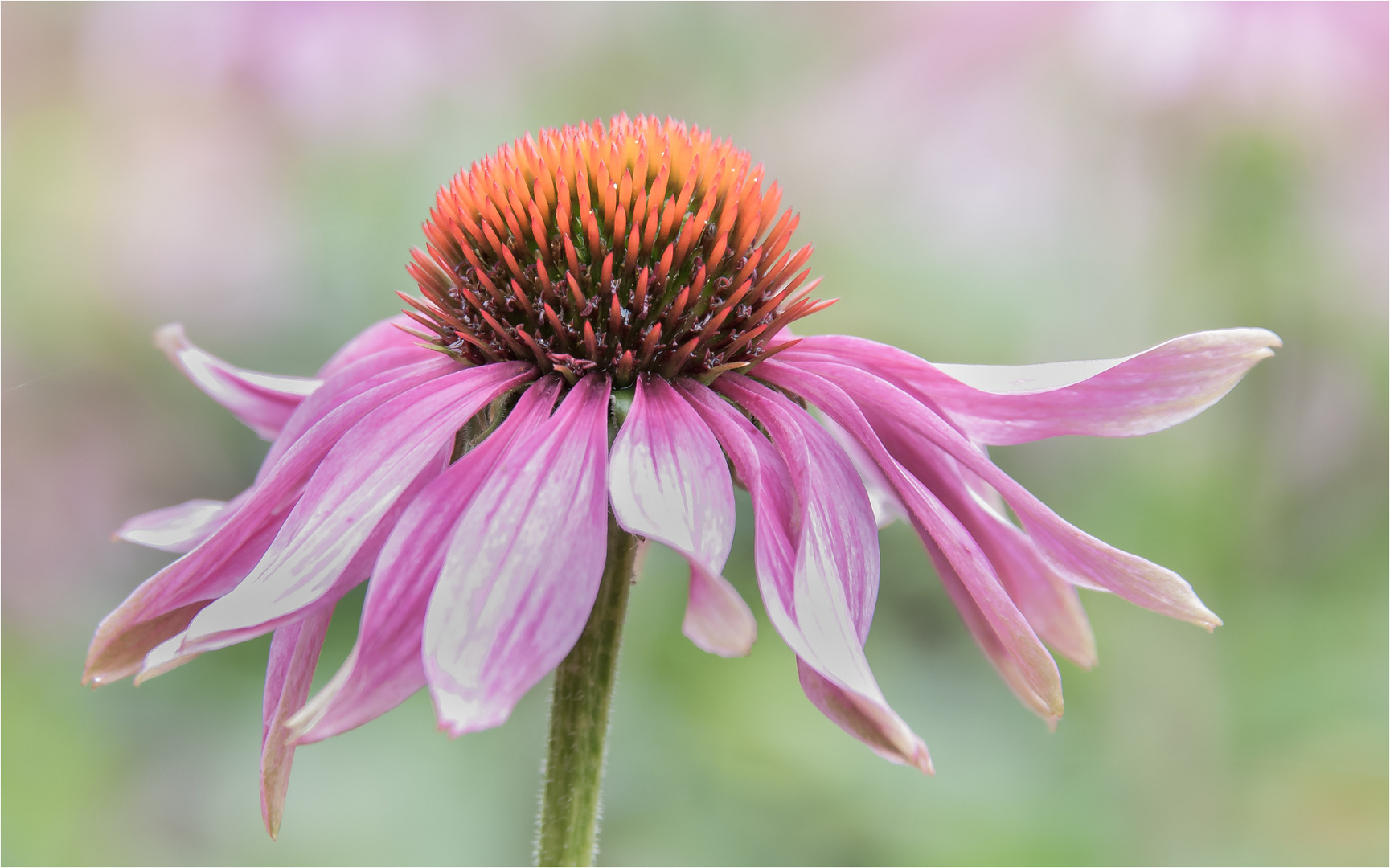 Echinacea