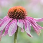 Echinacea